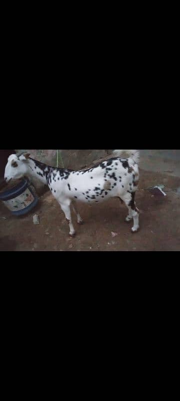 tedy bakri for sale is no pR contact kRain 03423444811 4