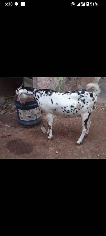 tedy bakri for sale is no pR contact kRain 03423444811 5