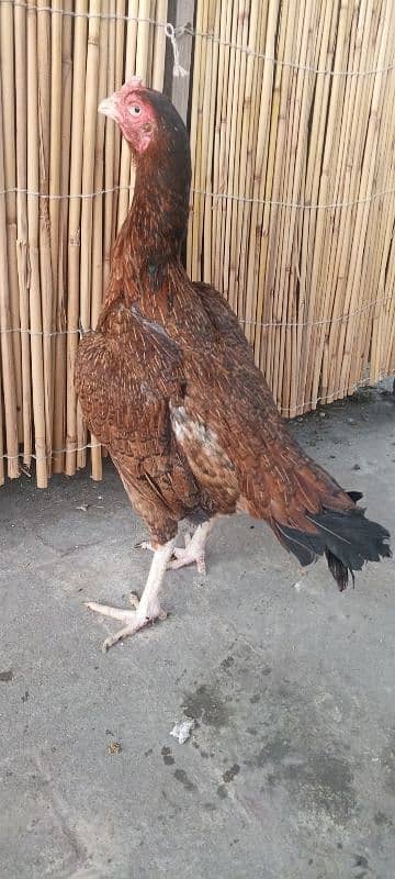 Top Quality Aseel Murgi breeder Aseel Madi / hen 0