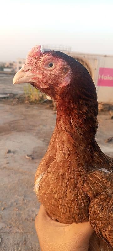 Top Quality Aseel Murgi breeder Aseel Madi / hen 3