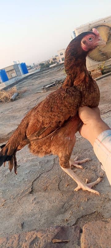 Top Quality Aseel Murgi breeder Aseel Madi / hen 4