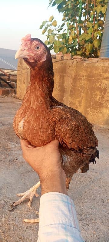 Top Quality Aseel Murgi breeder Aseel Madi / hen 6