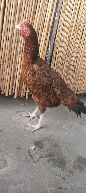 Top Quality Aseel Murgi breeder Aseel Madi / hen 7