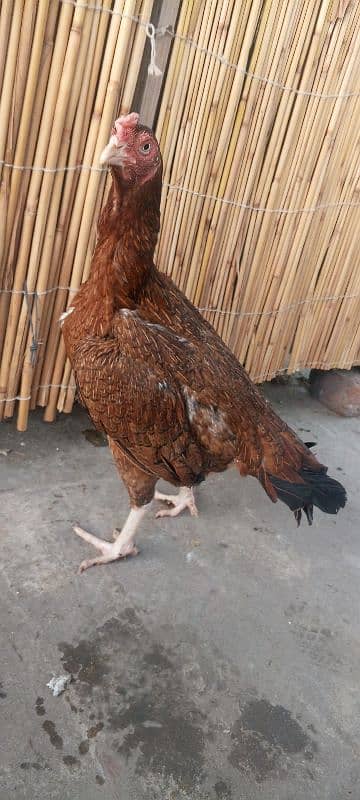 Top Quality Aseel Murgi breeder Aseel Madi / hen 8