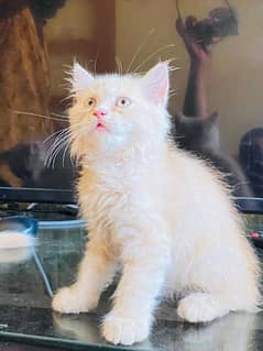 persian cat kitten