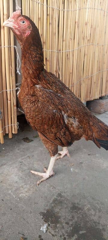 Top Quality Aseel Murgi breeder Aseel Madi / hen 5