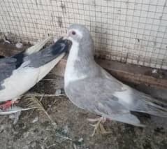 serzai legion pair for sale loction gujarkhan or be ha