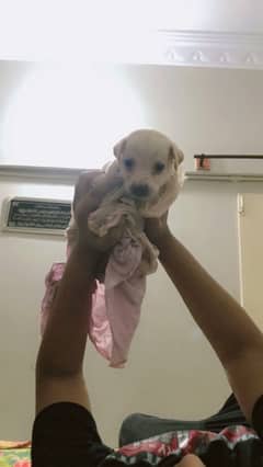 play full labroder retriever urgent sale 0