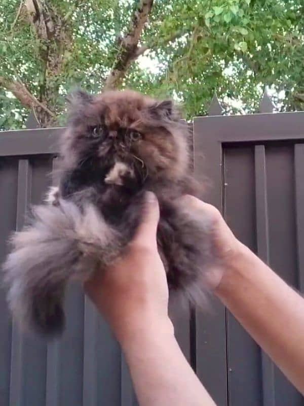 Persian peke female kitten for sale [0•3•8•4•3•2•8•9•2•8] 4