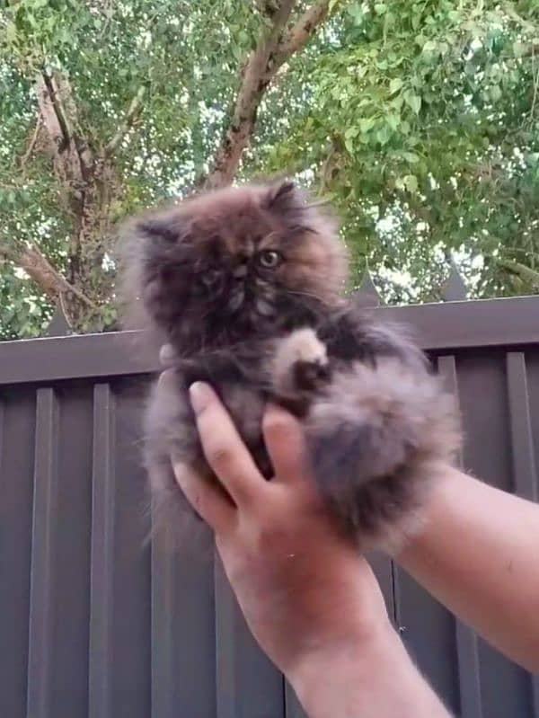 Persian peke female kitten for sale [0•3•8•4•3•2•8•9•2•8] 5