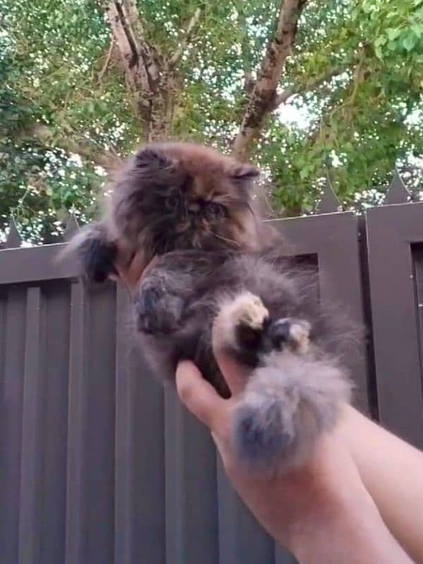 Persian peke female kitten for sale [0•3•8•4•3•2•8•9•2•8] 6