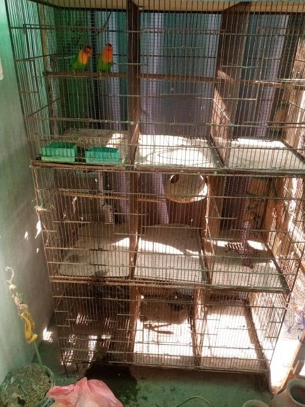 birds Cage 9 box 3