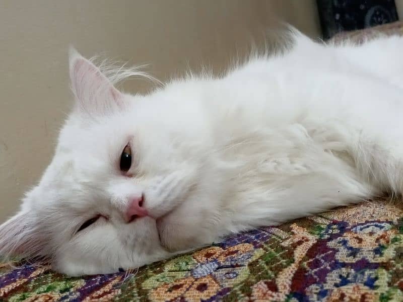 Persian Snow White Cat 0