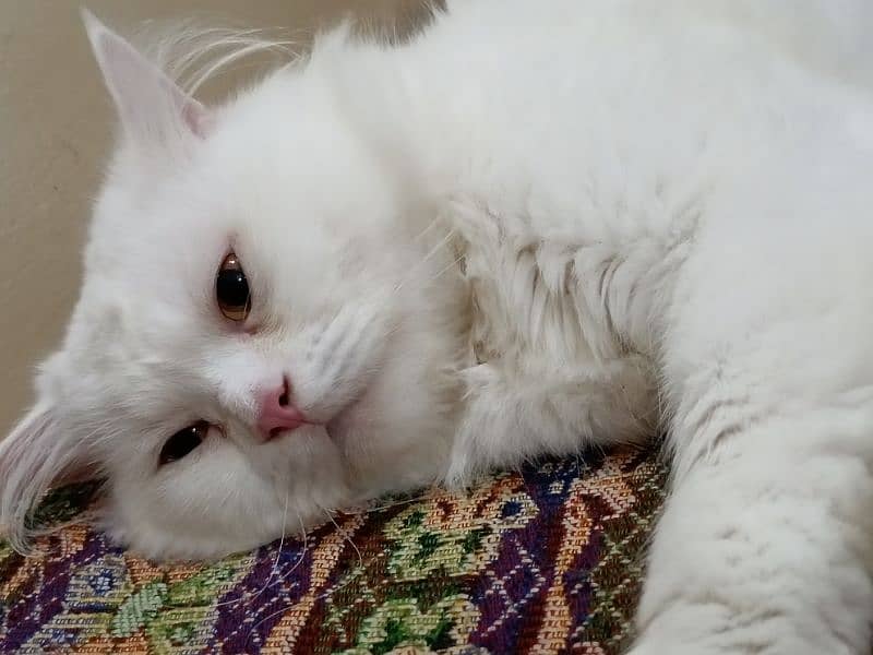 Persian Snow White Cat 1