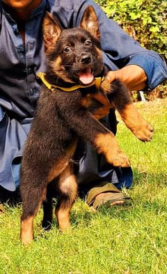 German Shepherd long coat puppy available for sale  /  GSD