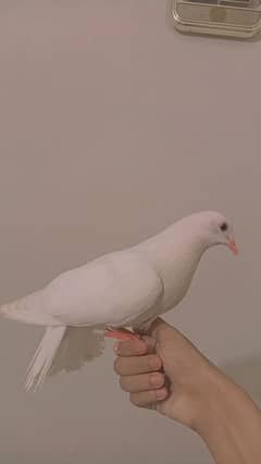 hand tame lucky pigeon no. 03254884349