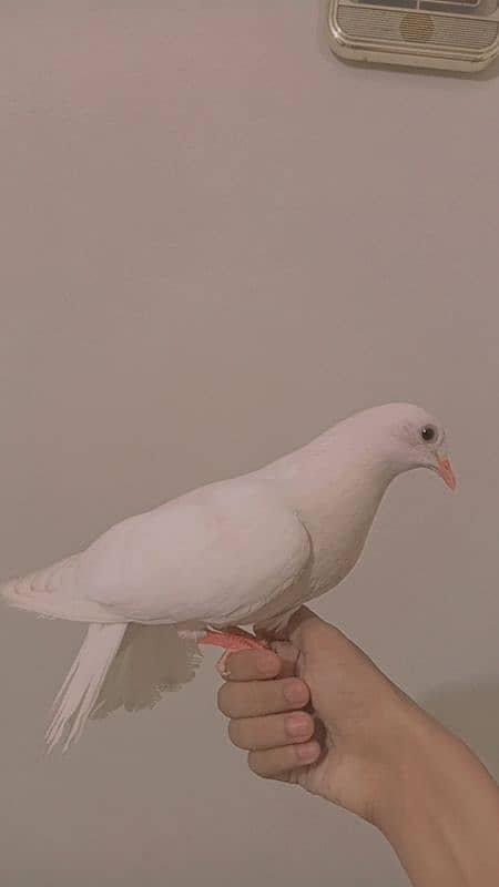 hand tame lucky pigeon no. 03254884349 0