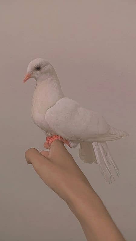 hand tame lucky pigeon no. 03254884349 2