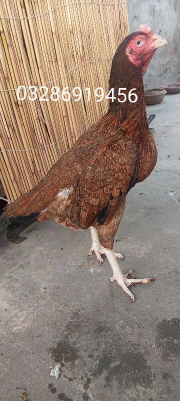 Top Quality Aseel Murgi breeder Aseel Madi / hen 1