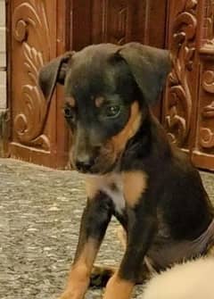 Doberman pinscher puppy dog