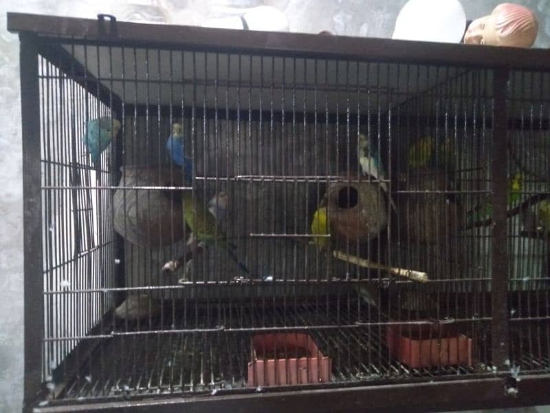 Australian parrot total 15 pieces with pair 2