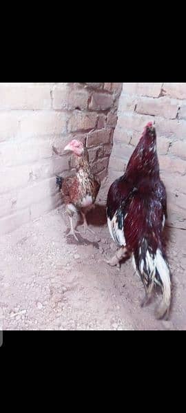 aseel mianwali pair for sale 2