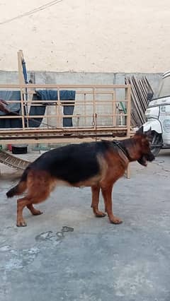 show quality German shepherd stock coat gsd female on heat