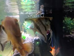 Angel fish for sale 0