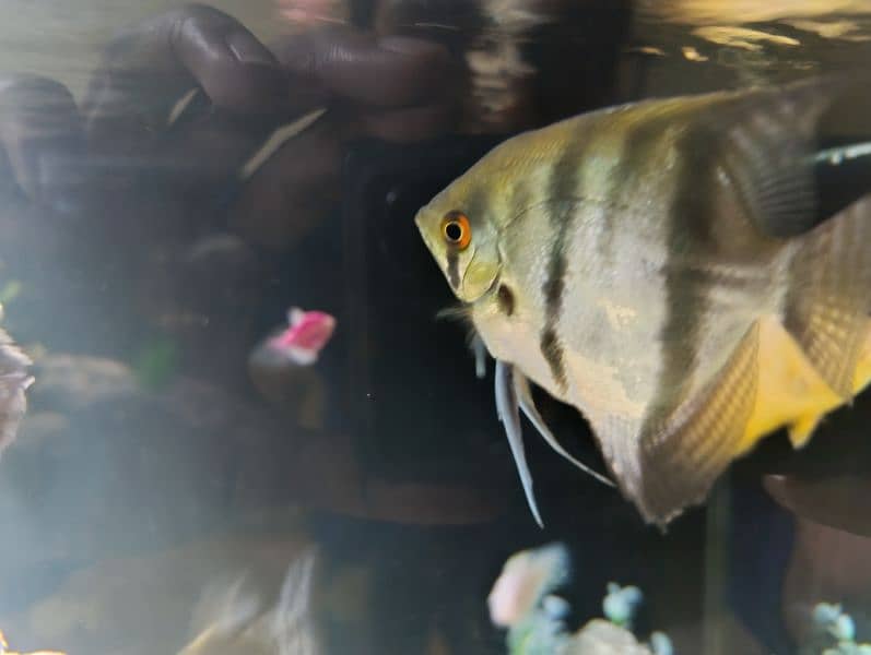 Angel fish for sale 1