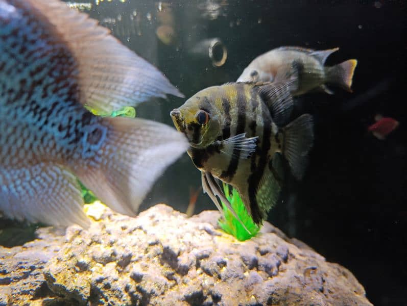 Angel fish for sale 2