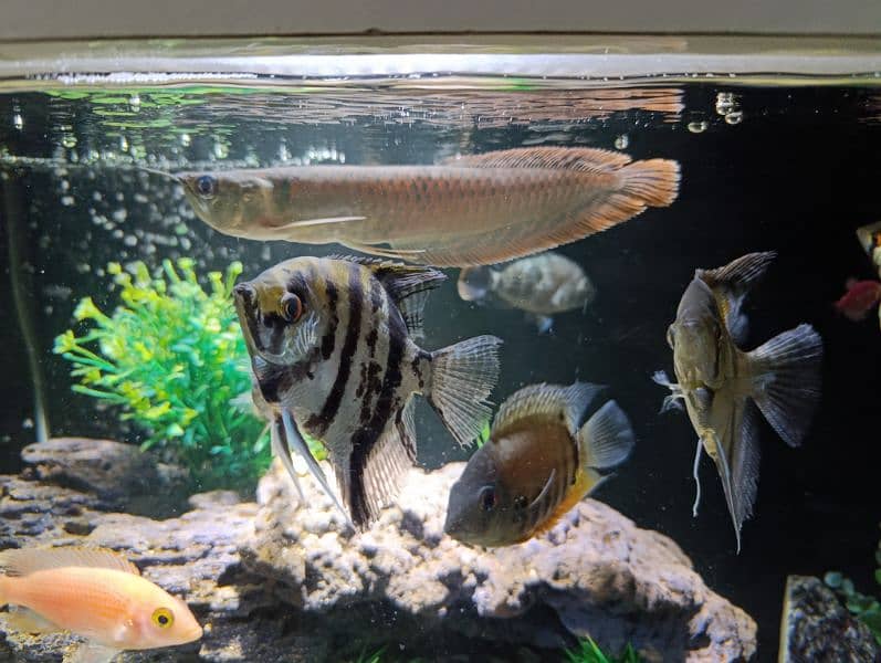 Angel fish for sale 3