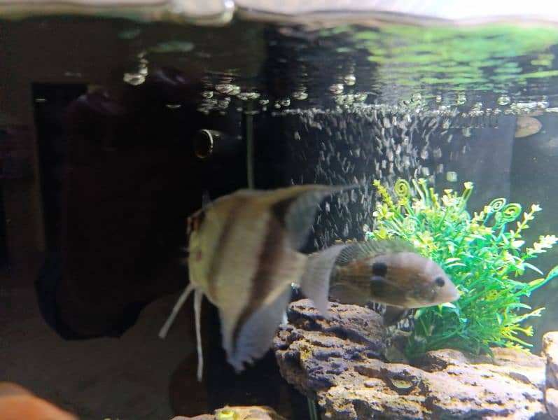 Angel fish for sale 4