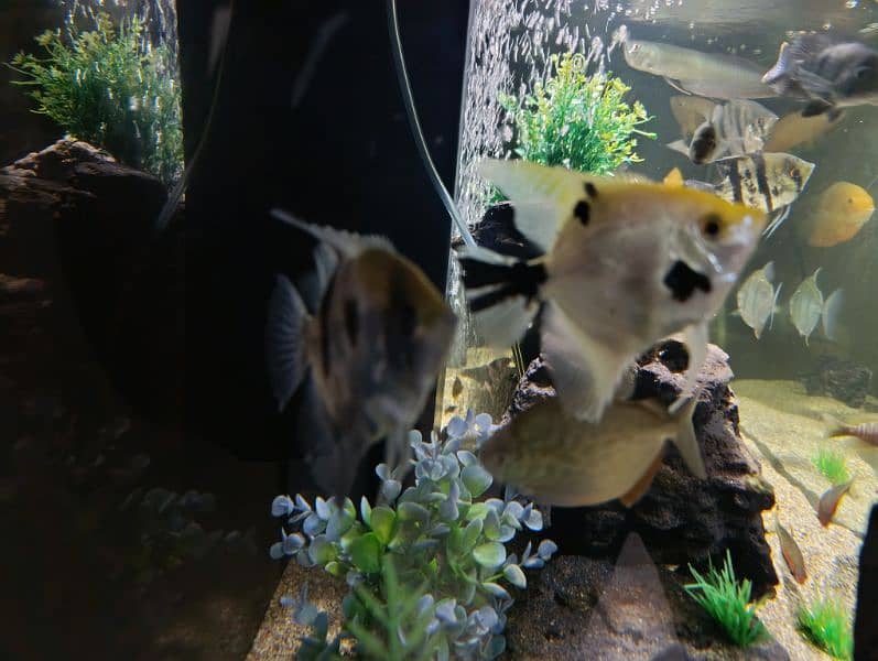 Angel fish for sale 5