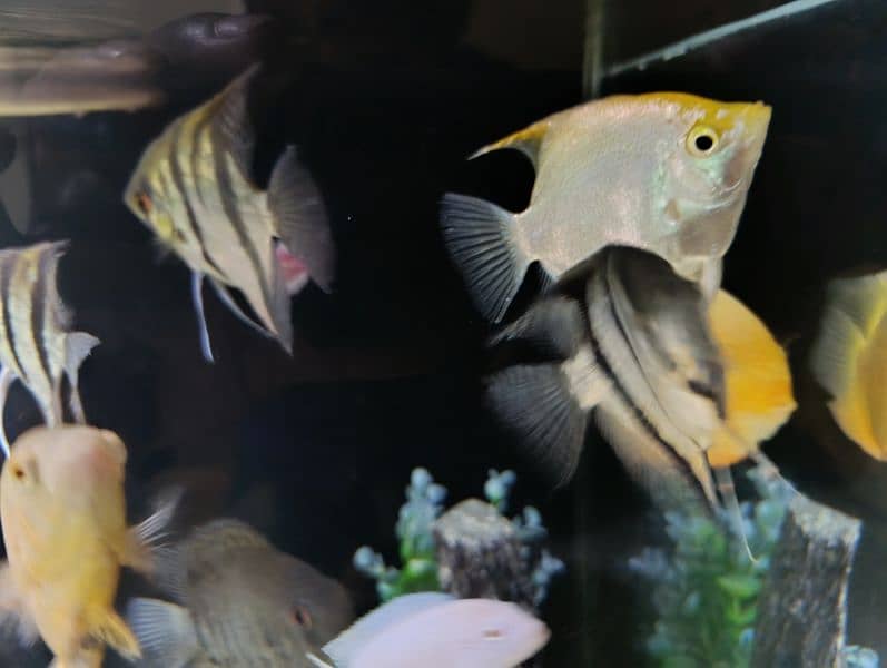 Angel fish for sale 6