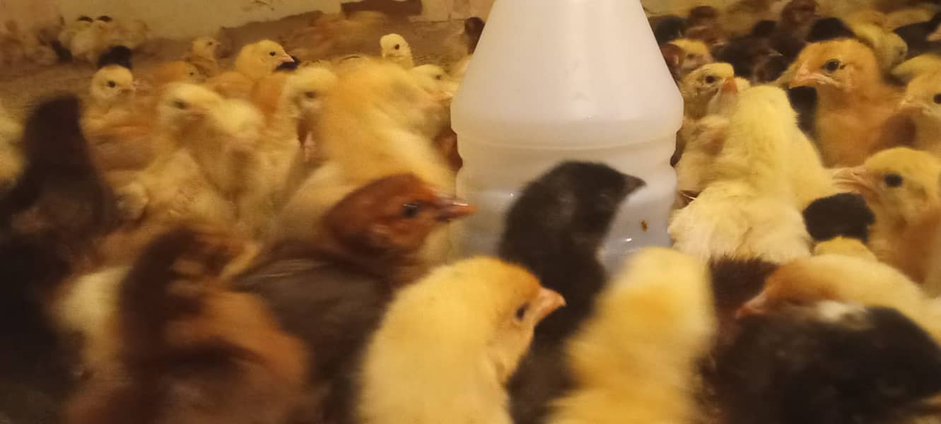 Hens / Murgiya / Chicks / Chiks / Chuzy / Golden misri / sale 7