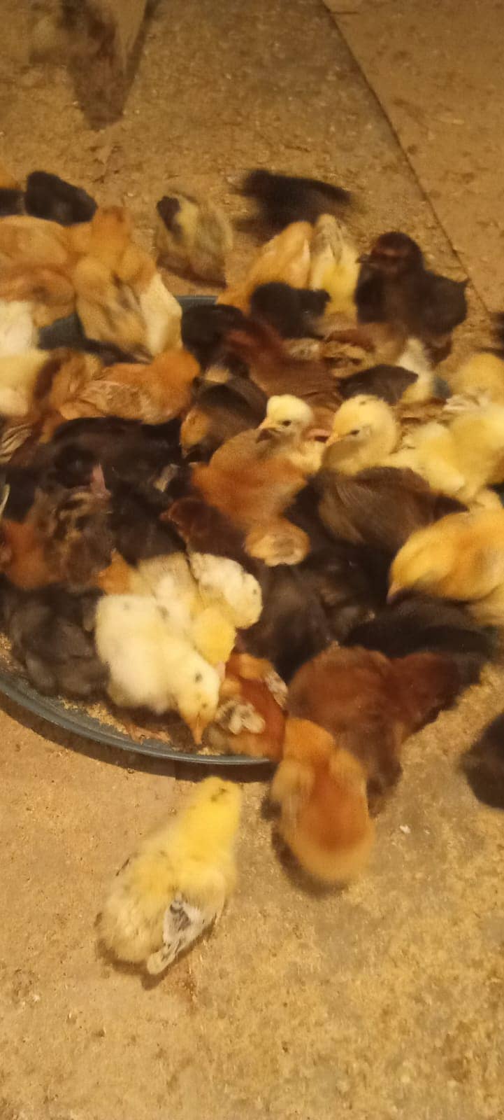 Hens / Murgiya / Chicks / Chiks / Chuzy / Golden misri / sale 1