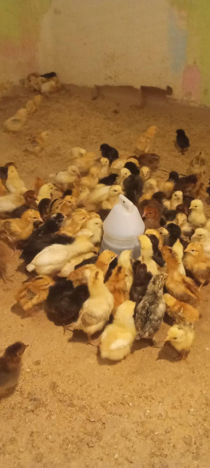 Hens / Murgiya / Chicks / Chiks / Chuzy / Golden misri / sale 2