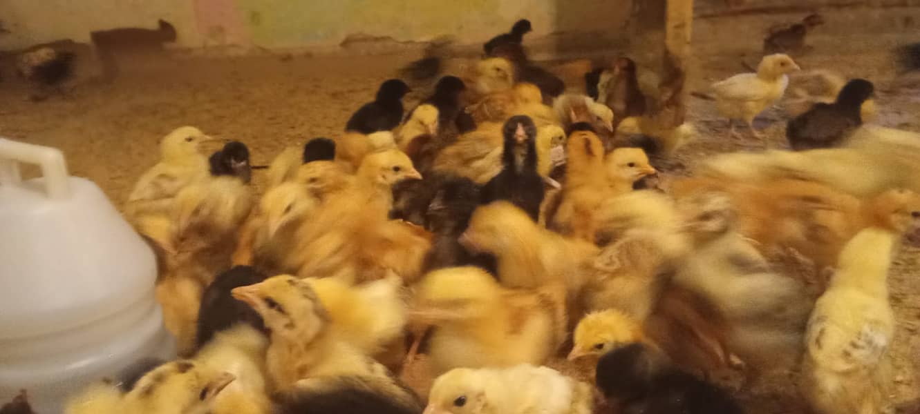 Hens / Murgiya / Chicks / Chiks / Chuzy / Golden misri / sale 3