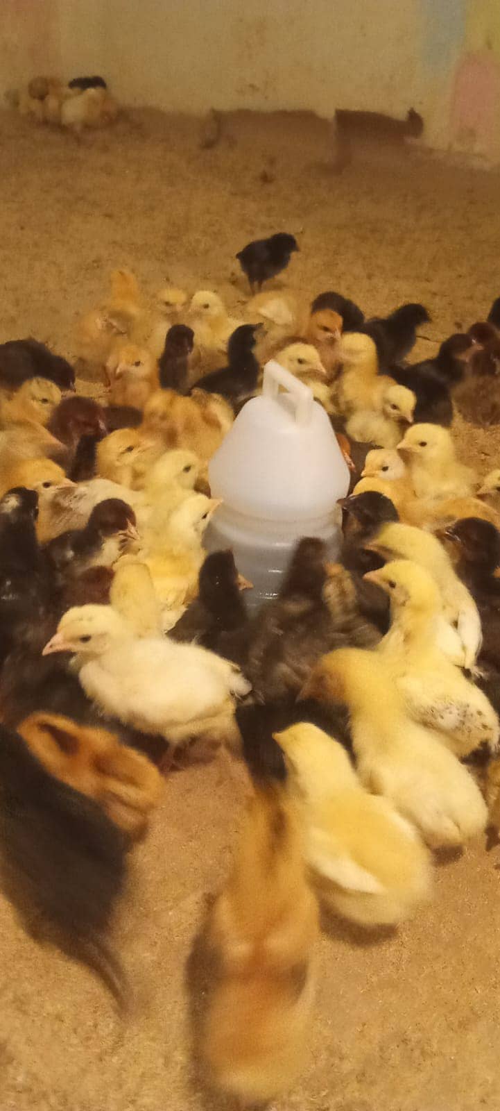 Hens / Murgiya / Chicks / Chiks / Chuzy / Golden misri / sale 4