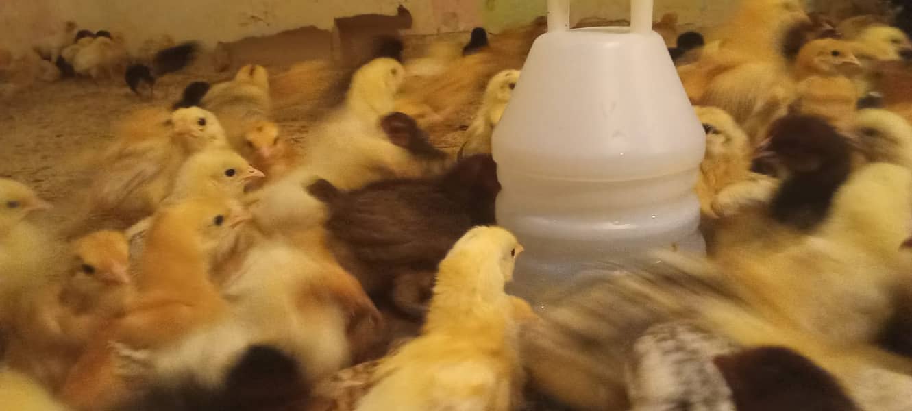 Hens / Murgiya / Chicks / Chiks / Chuzy / Golden misri / sale 5