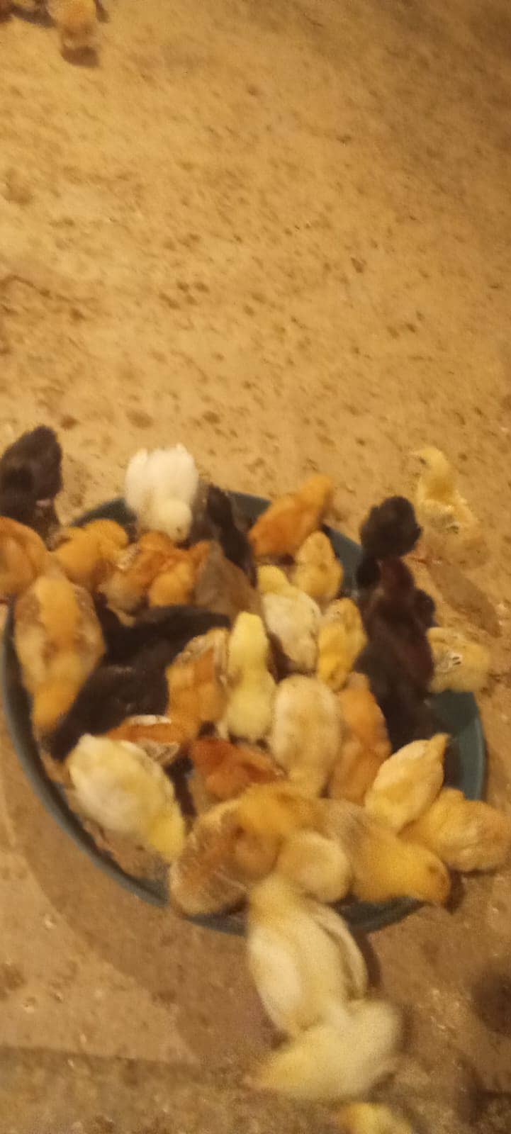 Hens / Murgiya / Chicks / Chiks / Chuzy / Golden misri / sale 6