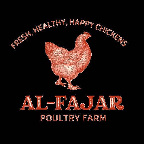 Hens / Murgiya / Chicks / Chiks / Chuzy / Golden misri / sale 8