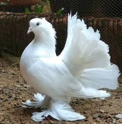 Pure white fantail pigeons