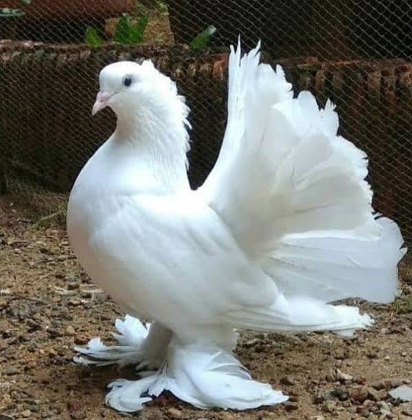 Pure white fantail pigeons 0