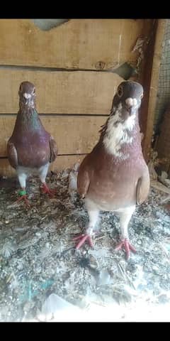 Qasid Breeder pair