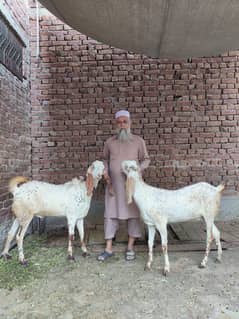 Bakra bakri (jori) Goat