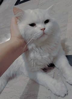 Persian male cat 0