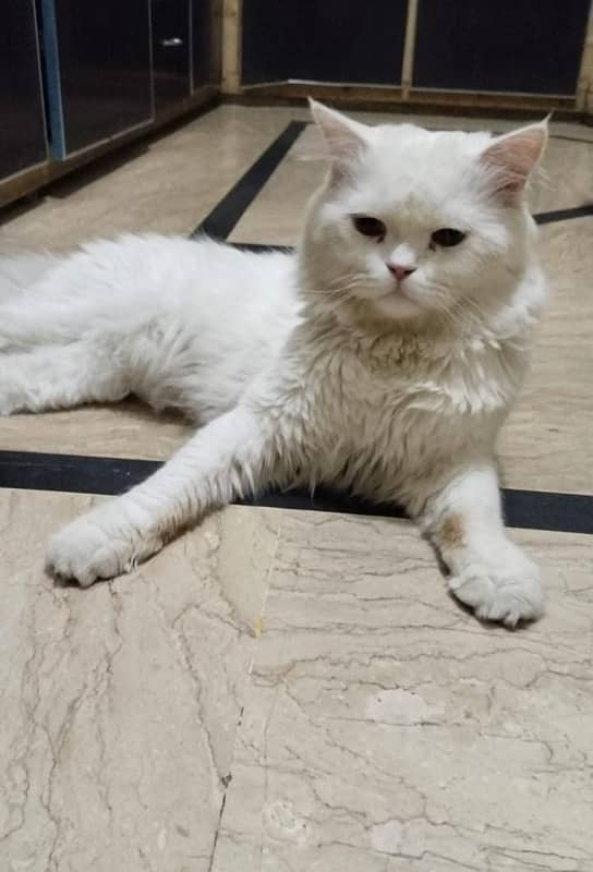 Persian male cat 1