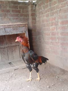 Pakistani aseel pair for sale