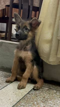 German Shepherd long coat female puppy.